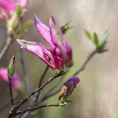 Piękny różowy kwiat magnolii na rozmytym tle