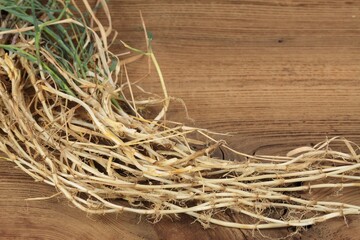 Plant of Elytrigia repens, common weed called couch grass. Whole plant on the old wooden table. Used in herbal medicine.