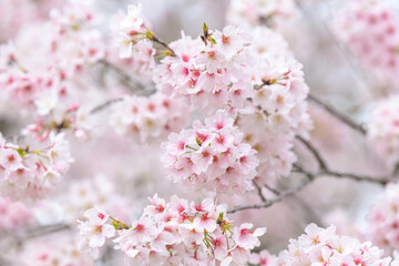 春の陽射し・最高に美しく満開に桜咲くイメージ (自然の桜風景) The image...
