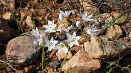 Fiore selvatico
