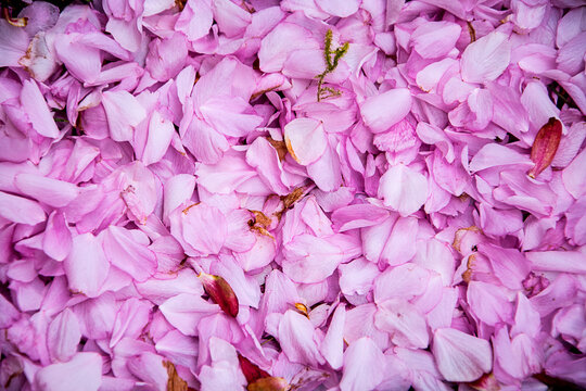 Background made with  Blossom images to give a warm soft effect. This may be used for wedding photography