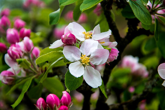 Apple blossom on a dwarf apple tree of the variety James Grieve, which is an early and tasty eating or cooking apple 