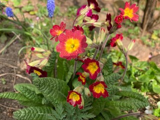 Primula vulgaris, the common primrose