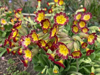 Obraz na płótnie Canvas Primula vulgaris, the common primrose
