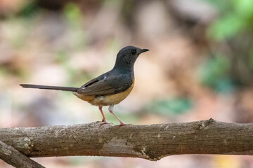 Image of White rumped Shama ( Kittacincla malabarica) on the tree branch on nature background. Bird. Animals.