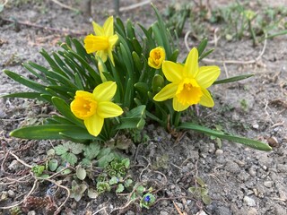 jonquil, rush daffodil - Narcissus jonquilla