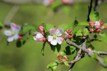 Fototapeta na wymiar White-pink apple blossoms on a branch in spring