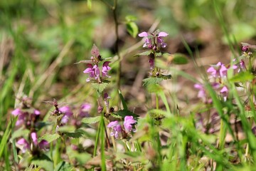 Pink Lamium flowers in the forest in spring

