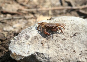 River crab Potamon ibericum on the bank of a forest river