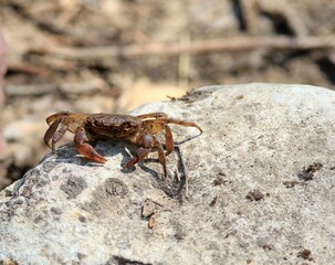 River crab Potamon ibericum on the bank of a forest river