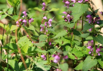 Pink Lamium flowers in the forest in spring

