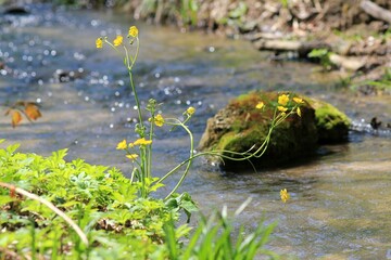 Yellow flowers of Ranunculus on the bank of a forest river