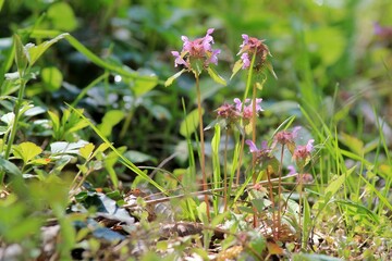 Pink Lamium flowers in the forest in spring
