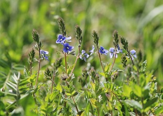 Blue Veronica flowers in the forest in spring