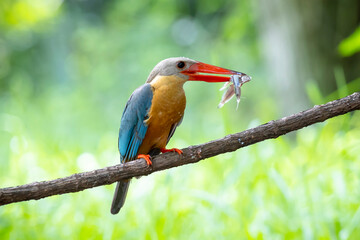 Stork billed Kingfisher with with fish in the beak perching on the branch in Thailand.