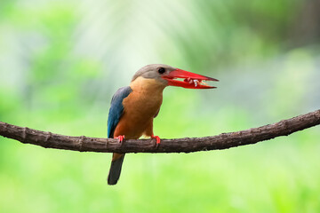 Stork billed Kingfisher with with fish in the beak perching on the branch in Thailand.