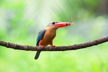 Stork billed Kingfisher with with fish in the beak perching on the branch in Thailand.