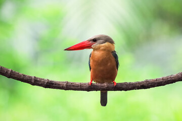 Stork billed Kingfisher perching on the branch in Thailand.