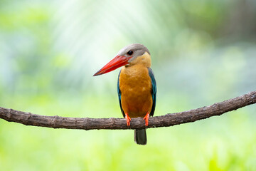 Stork billed Kingfisher perching on the branch in Thailand.