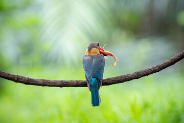 Stork billed Kingfisher with with fish in the beak perching on the branch in Thailand.