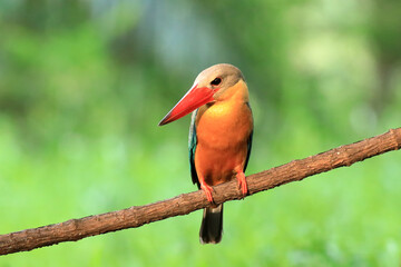 Stork billed Kingfisher perching on the branch in Thailand.