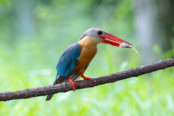 Stork billed Kingfisher with with fish in the beak perching on the branch in Thailand.