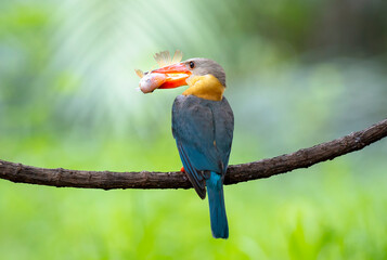 Stork billed Kingfisher with with fish in the beak perching on the branch in Thailand.