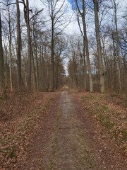 path in the woods