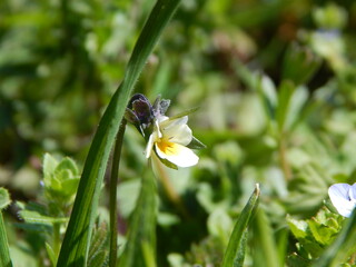 bee on a flower