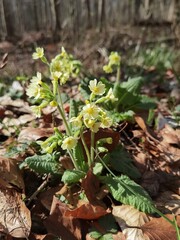 autumn leaves in the forest
