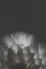 Pusteblume mit Wassertropfen, close up, Hintergrund braun/grau