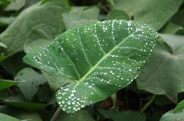 gouttes d'eau sur une feuille dans la jungle d'un volcan éteint à Sao Tomé