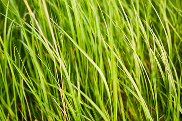 The beginning of the spring season. Young grass crops are springing up in the fields. The concept of agriculture