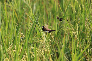 two sparrows are eating rice seeds in the rice fields.
