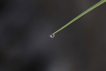 A drop of dew on the tip of a leaf is photographed in the morning
