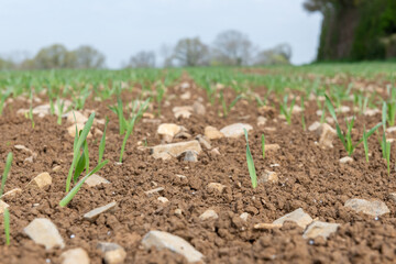 Spring barley (hordeum vulgare) crop