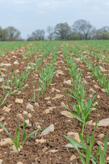 Spring barley (hordeum vulgare) crop