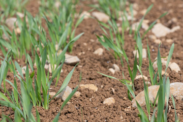 Spring barley (hordeum vulgare) crop