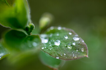 Fototapeta premium water drops on a green leaf
