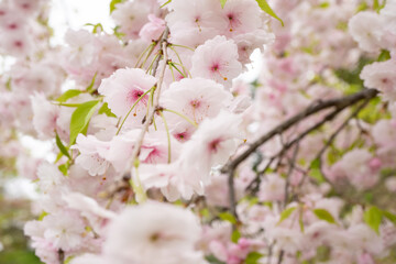 Fototapeta premium 八重桜（しだれ桜）花アップ