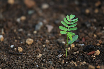a fresh plant shoot growing in fertile soil
