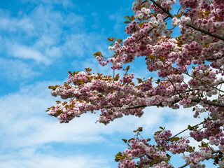 cherry blossoms - white-pink against a blue sky with clouds on a sunny day