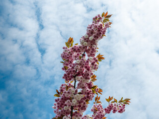 cherry blossoms - white-pink against a blue sky with clouds on a sunny day