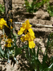 Landscape of yellow flowering irises seasonal flower