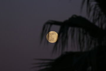 Luna llena entre unas hojas de una palmera al atardecer