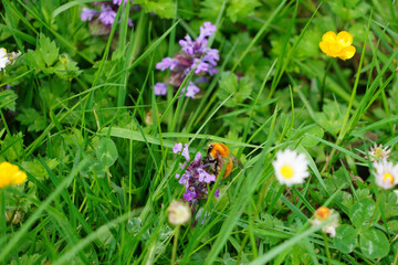 Un bourdon roux des champs qui prend le pollen d'une fleur