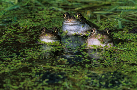 Drei Fr&ouml;sche im Teich