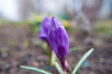 Bright purple crocus flowers close-up. The crocus is blooming.