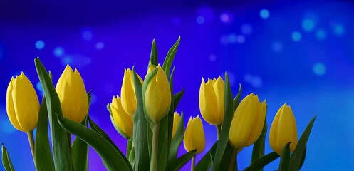 Piękne żółte tulipany na niebieskim tle z poświatą - obrazy, fototapety, plakaty