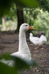 Portrait of a goose standing in the nature